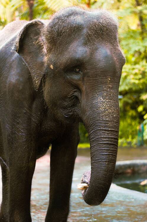 Elephant park