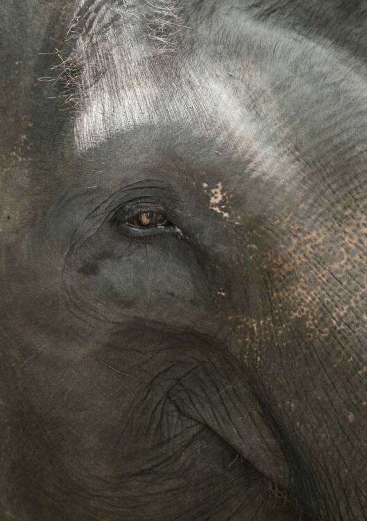 Bali Elephant
