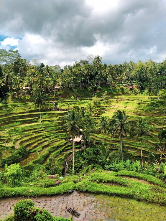 Tegalalang Rice Terrace