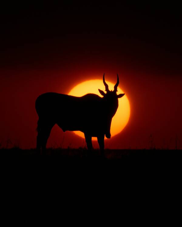 Maasai Mara