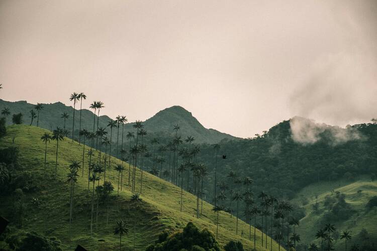 Cocora Valley