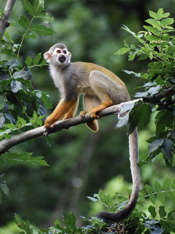  Akumal Monkey Sanctuary