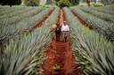 Oaxacan Agave Fields