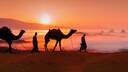Sunset camel ride - Giza