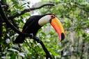 La Fortuna Toucan