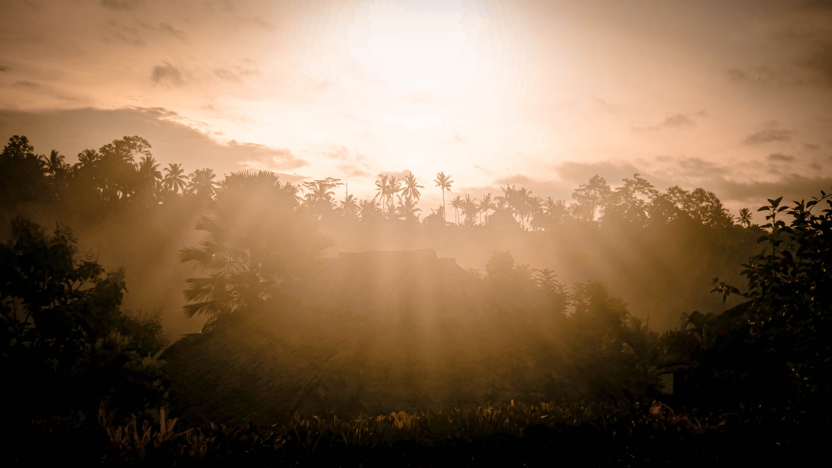 Yoga - Forest Rise