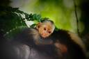 Roatan Monkey