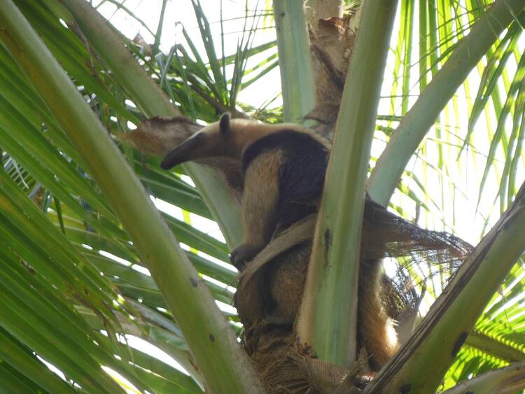 Manzanillo National Wildlife Refuge