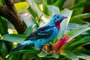 Costa Rica Birding