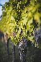 Harvesting grapes/olives