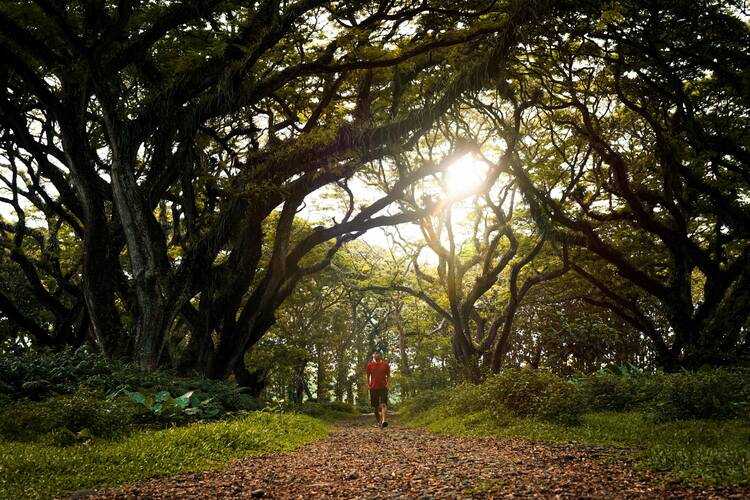 Djawatan Forest