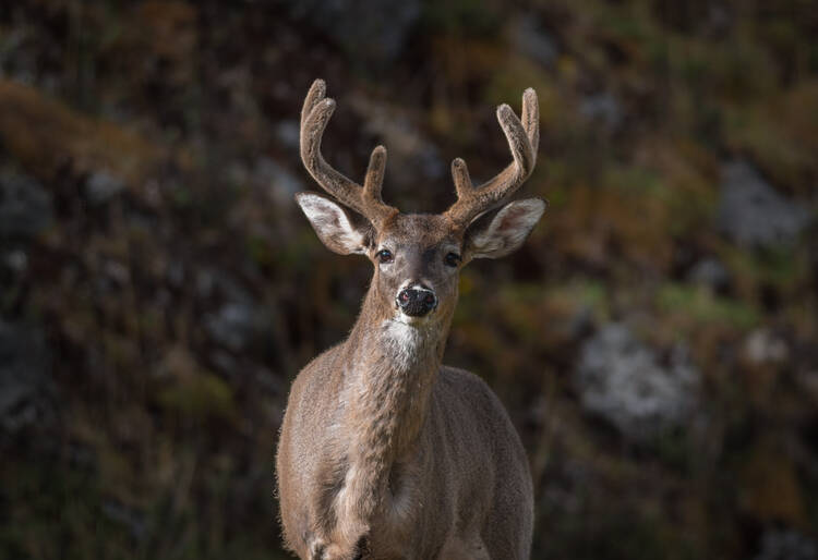 Costa Rica White-tailed deer