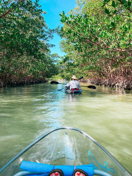Mangrove kayaking
