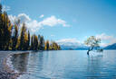 The Wanaka Tree