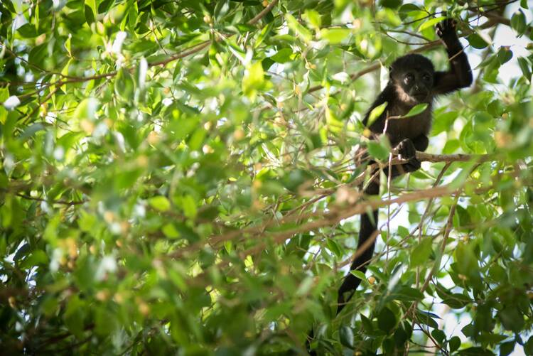 Howler monkeys Costa Rica