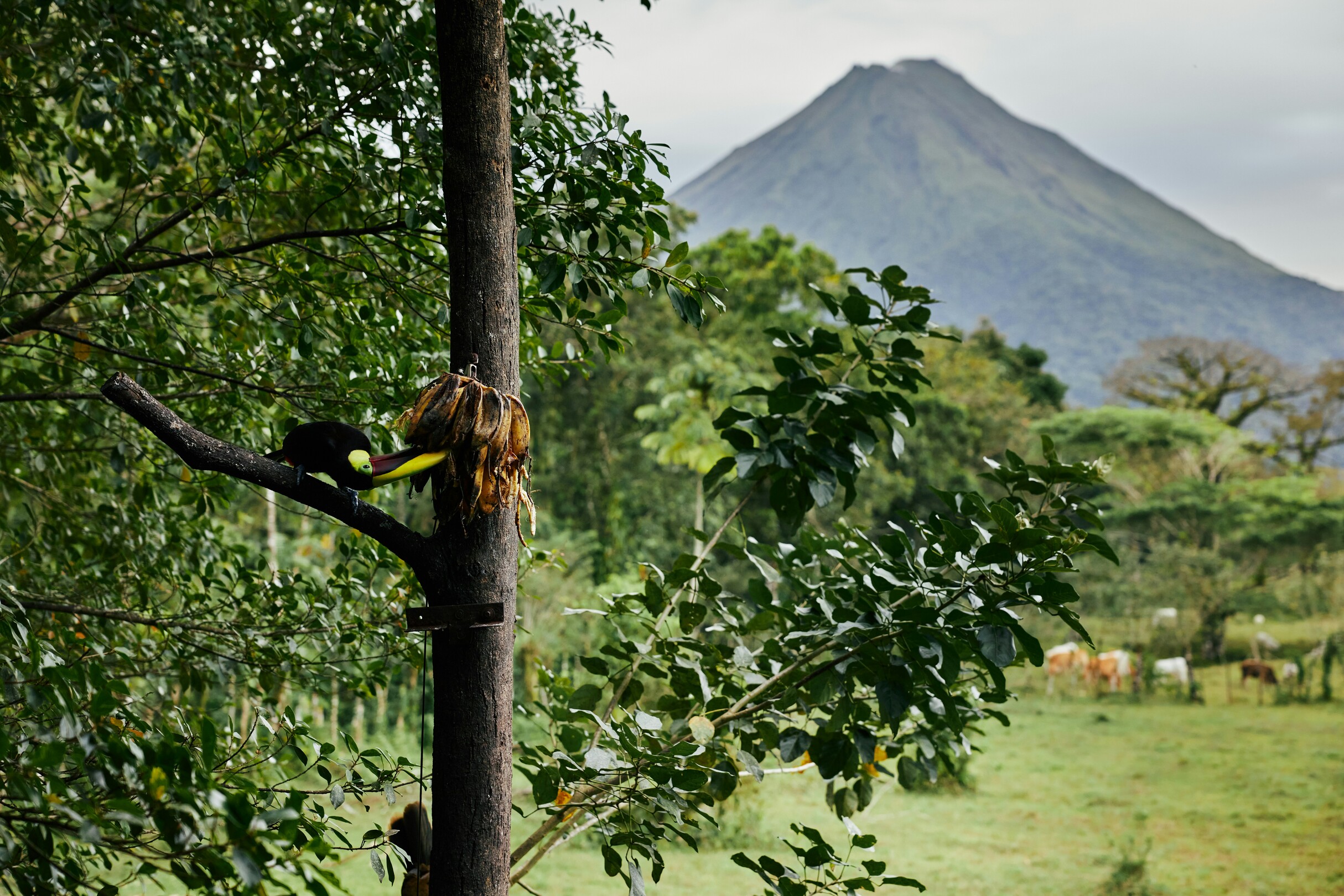 La Fortuna toucan - featured