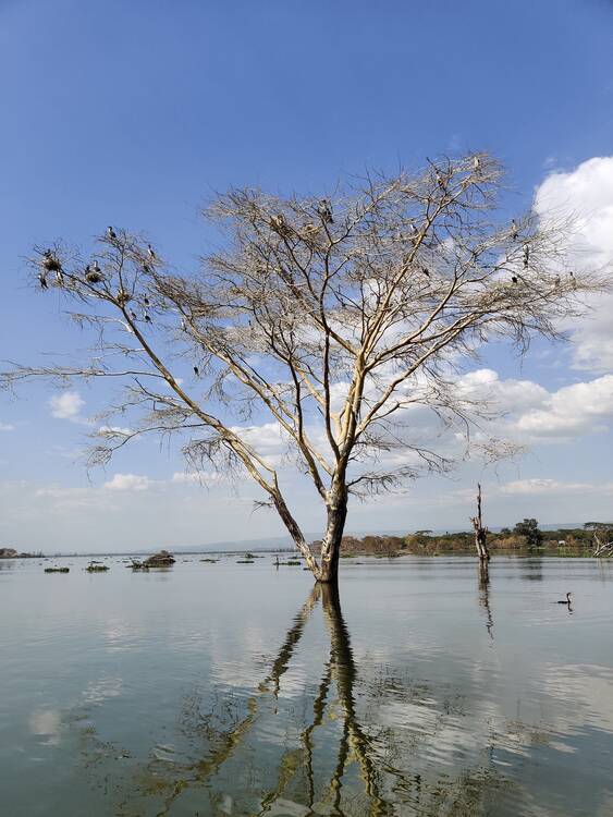 Lake Naivasha