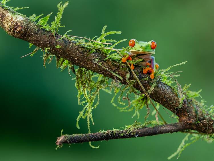 La Fortuna frog