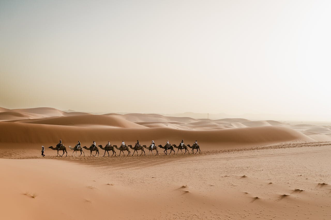 Camels in Merzouga (Sahara)
