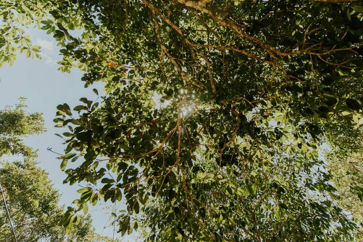 Tulum forest walk - writing retreat