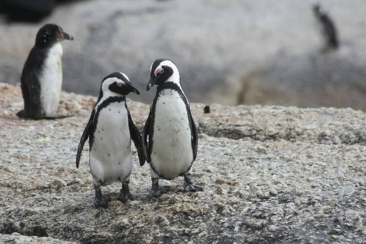 Cape Town Boulders beach penguins