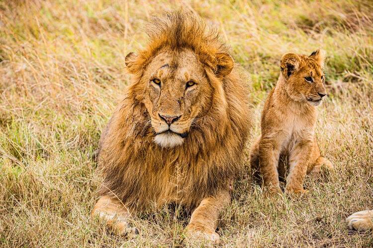 Maasai Mara National Reserve - lions