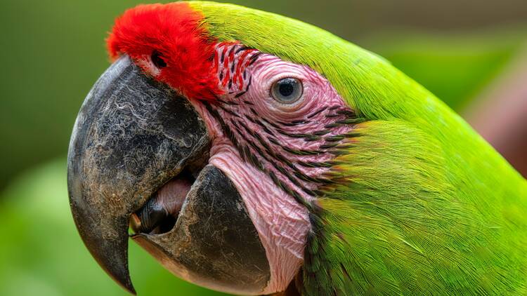 Puerto Viejo Parrot