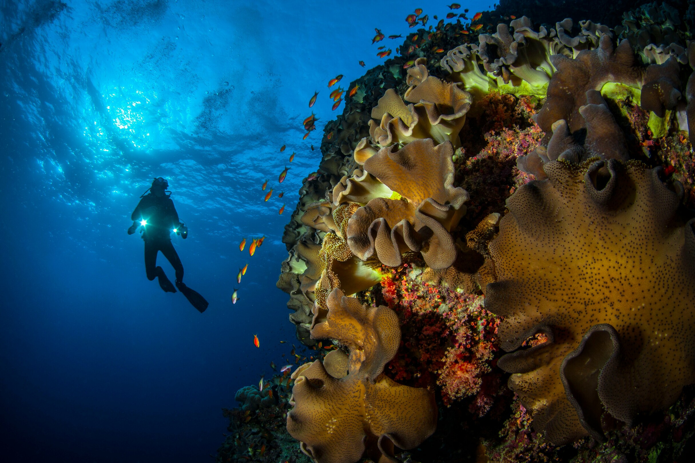 Coral dive - featured