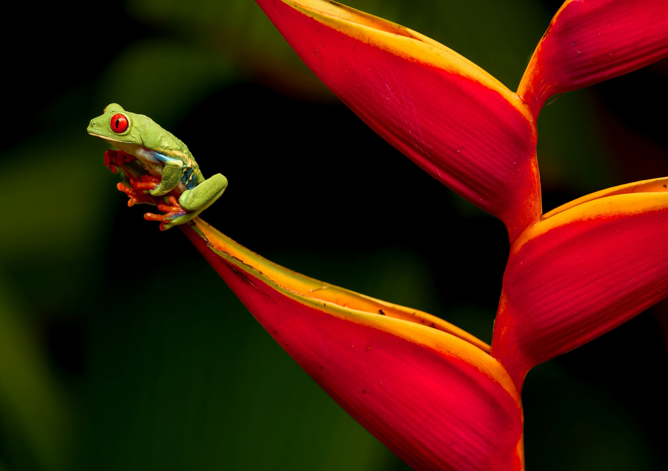 Frog, Costa Rica