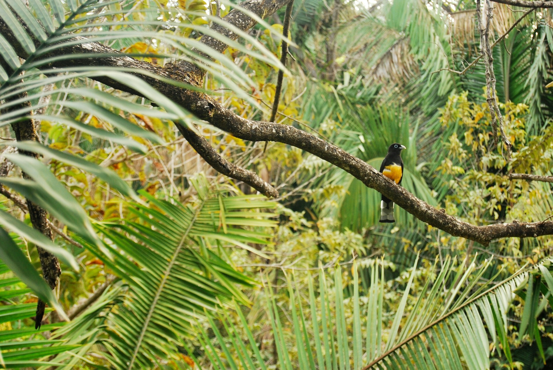 Nosara - bird