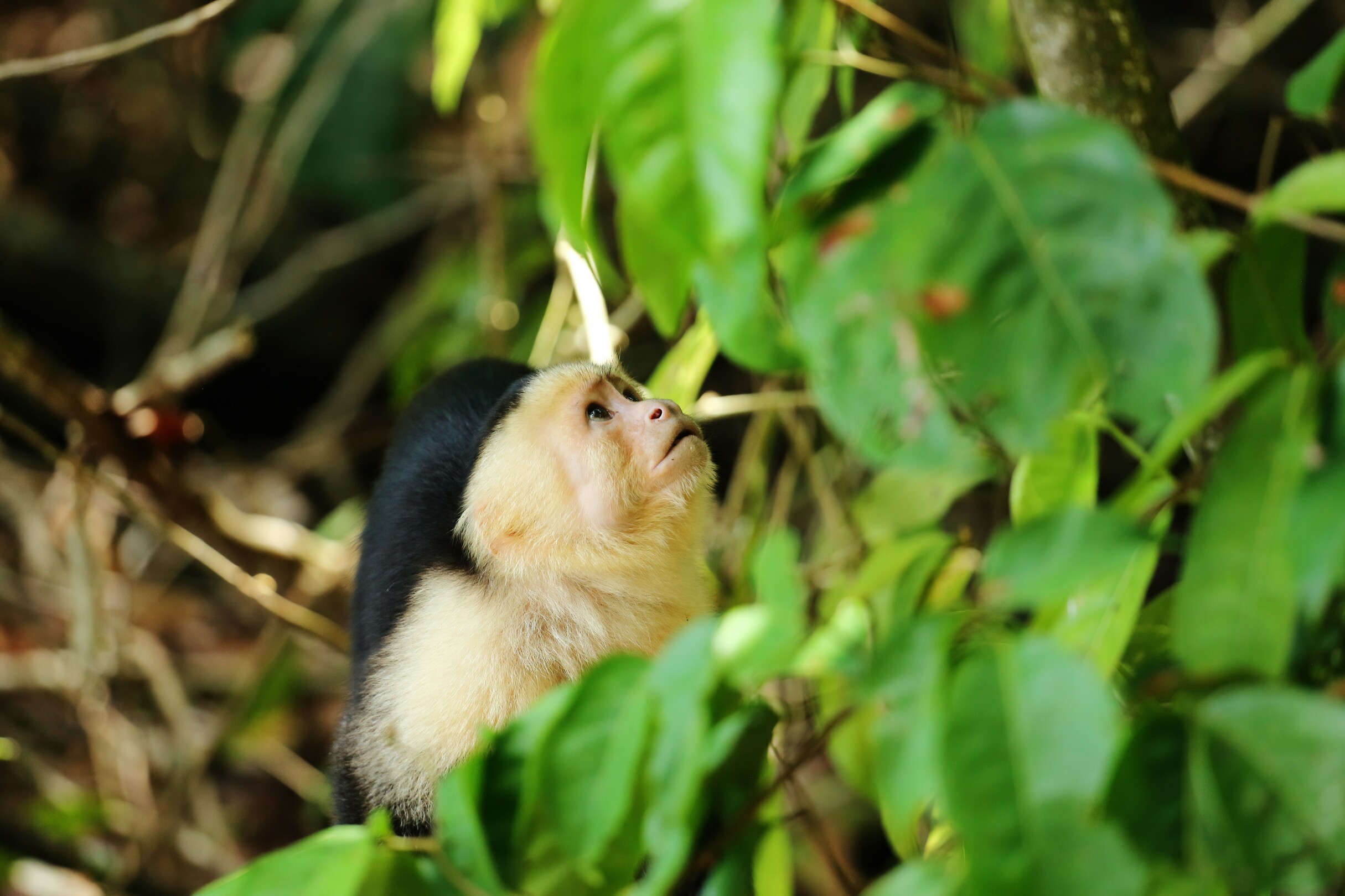 White faced capuchin monkey manuel antonio national park