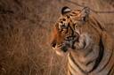 Ranthambore National Park