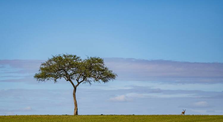 Maasai Mara