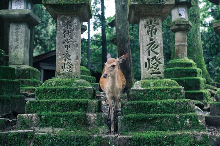 Nara
