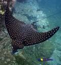 Eagle ray