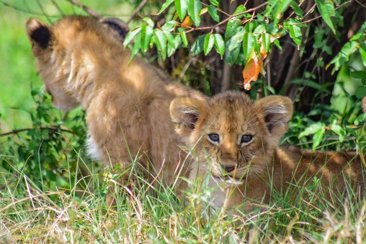 Maasai Mara National Reserve