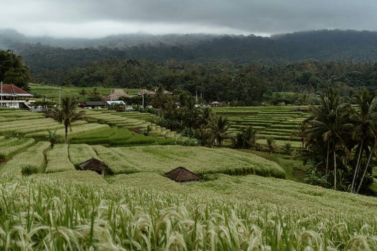 Tegalalang Rice Terraces