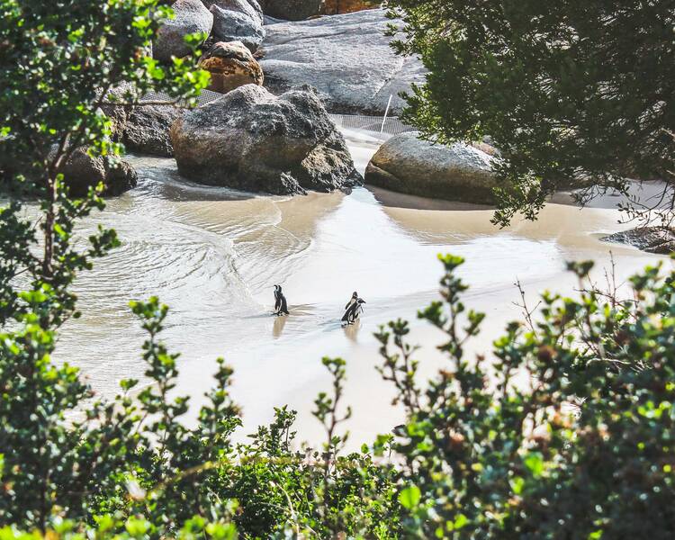 Boulders Beach