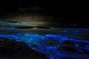 Add-on: Bioluminescence tour