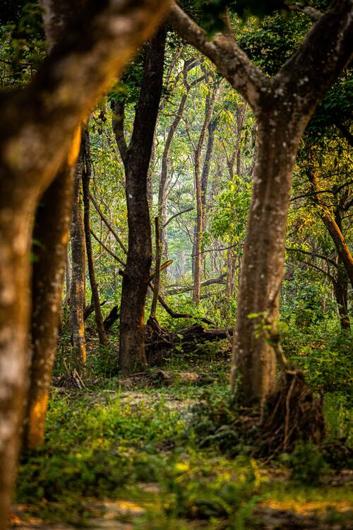 Chitwan National Park
