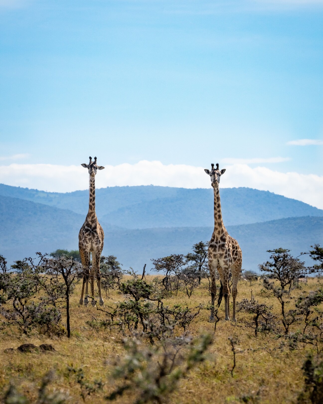Maasai Mara National Reserve - girafes
