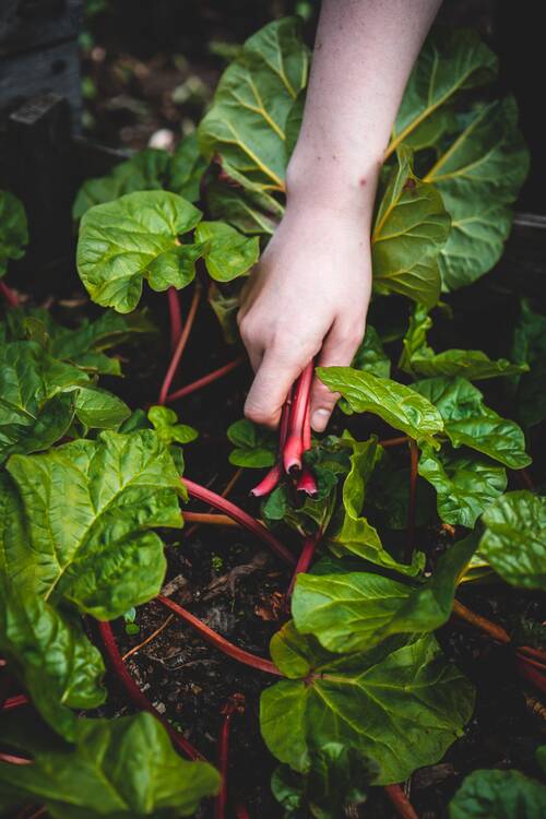 Vegetables