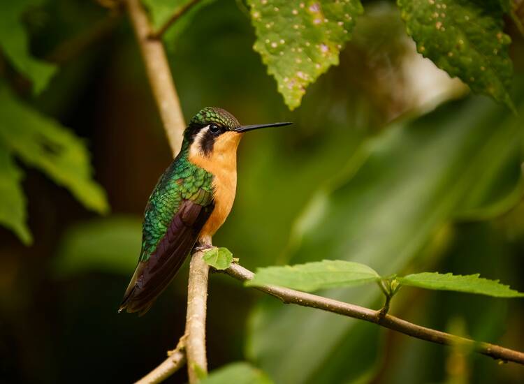 La Paz Gardens bird