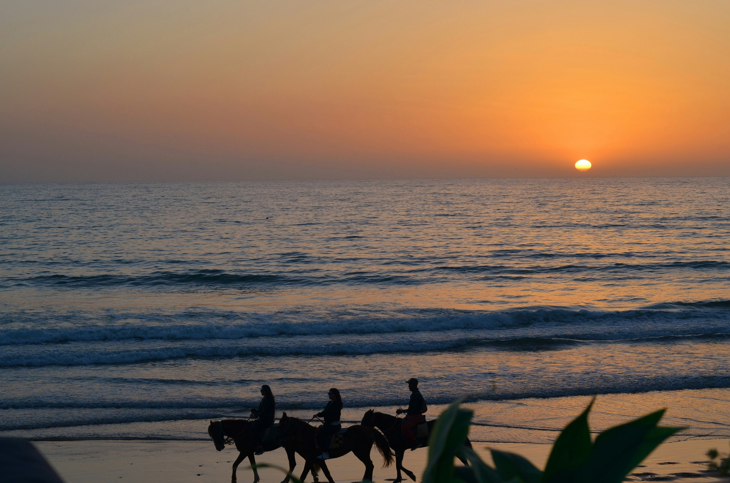 Morocco Horse