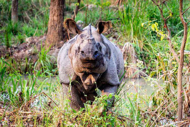 Chitwan National Park