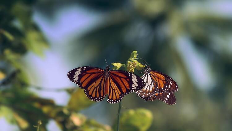 Monarch butterflies