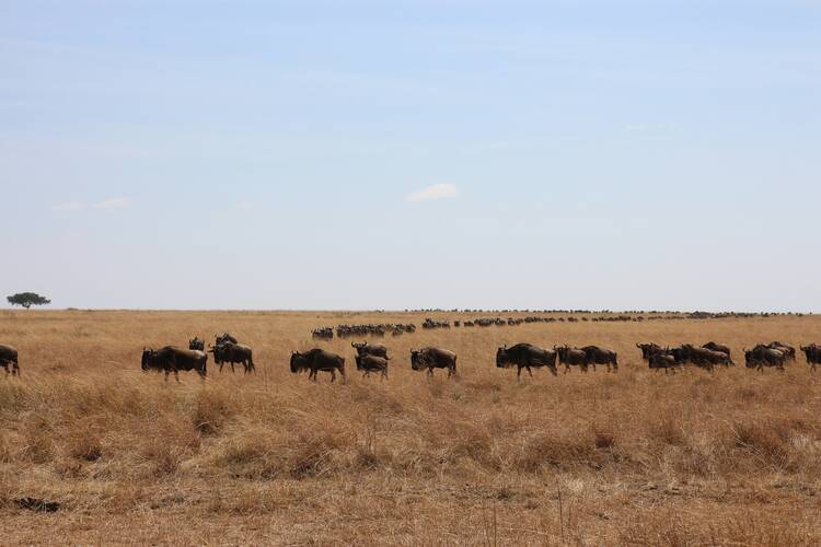 maasai mara national reserve