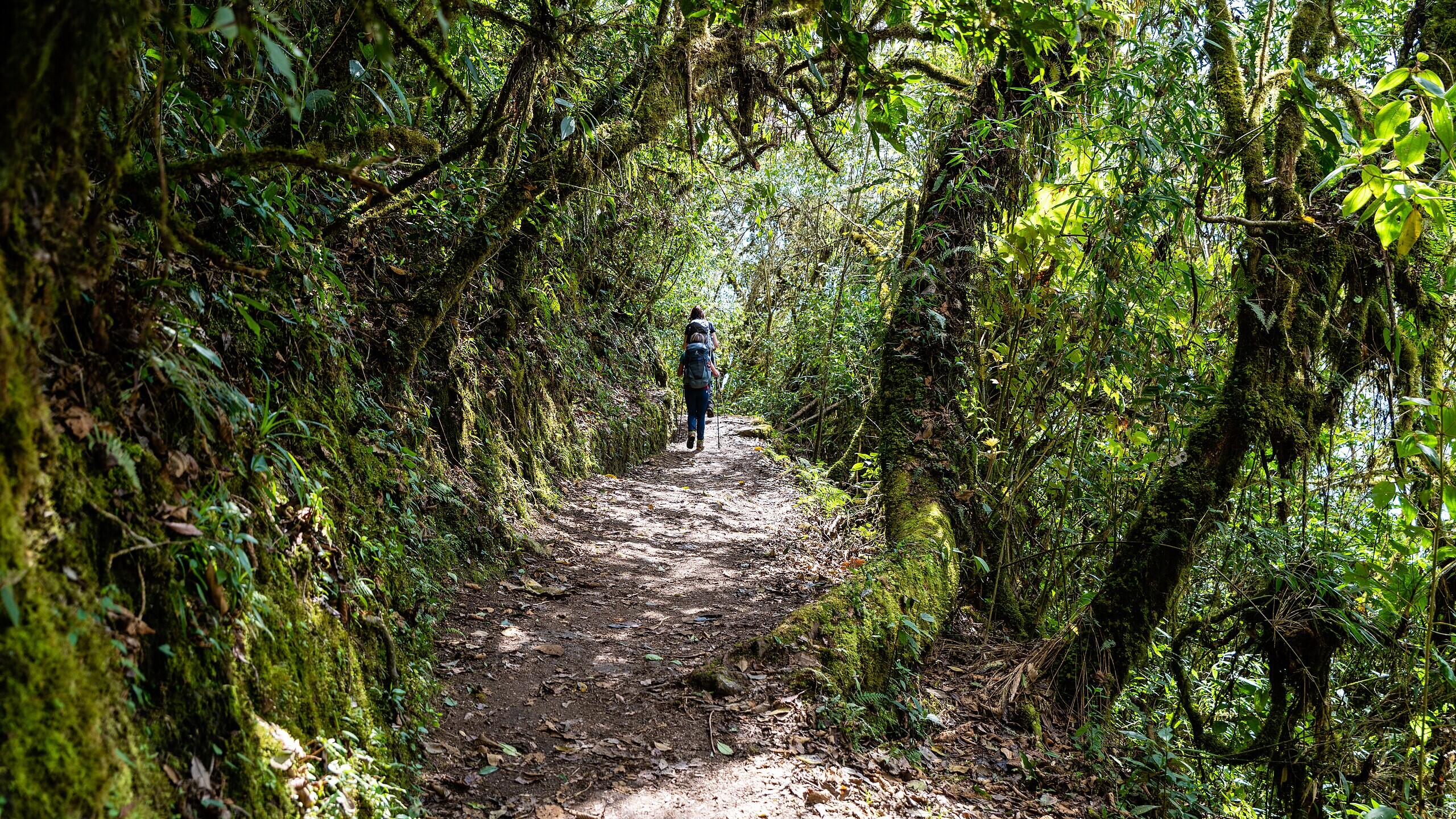 inca trail cloud forest