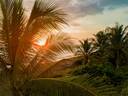 Jaco Beach Palm Trees