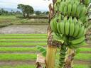 Mto wa Mbu - banana plantation